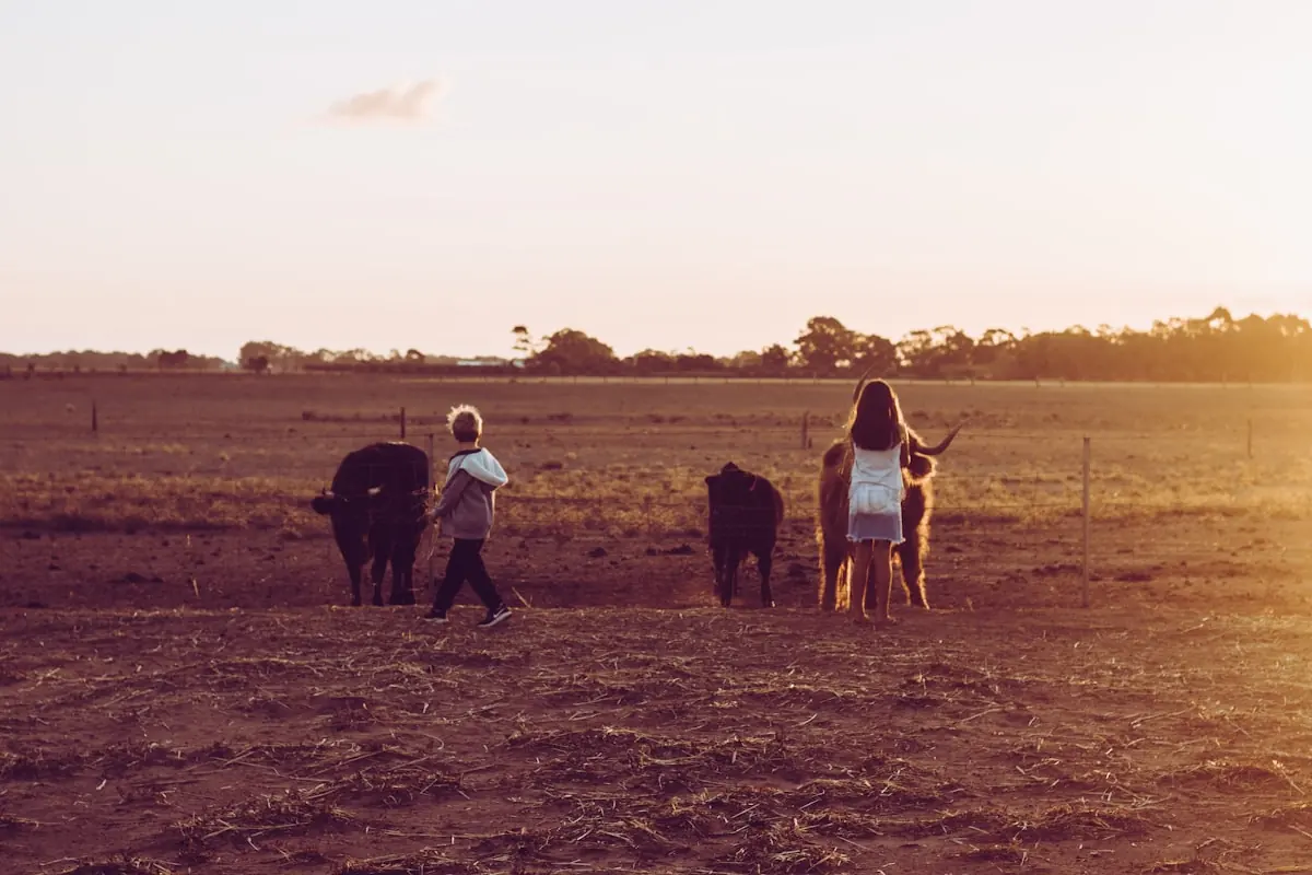 A family in a paddock at sunset